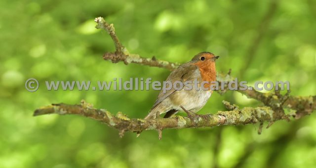 ee Robin on forked branch by Paul McElroy