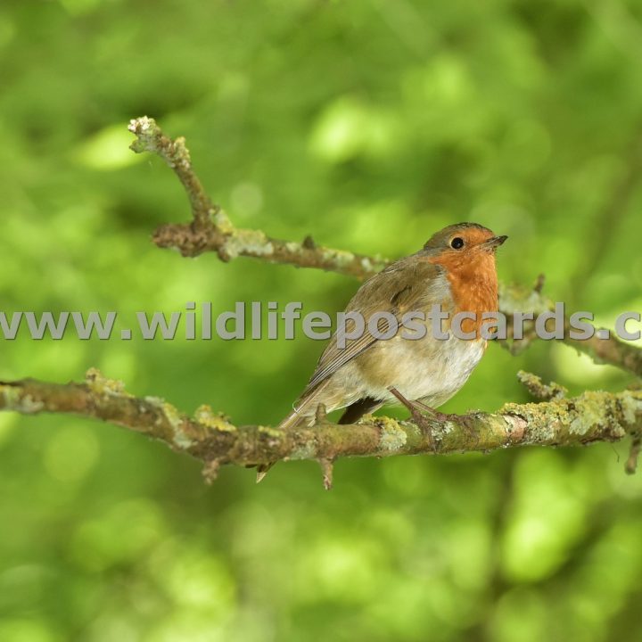 ee Robin on forked branch by Paul McElroy