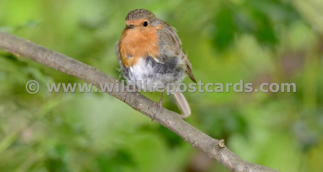 ef Robin with cheeky side stance by Paul McElroy