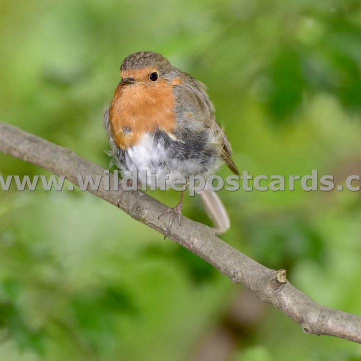 ef Robin with cheeky side stance by Paul McElroy