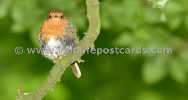 eg Robin straight between the eyes by Paul McElroy