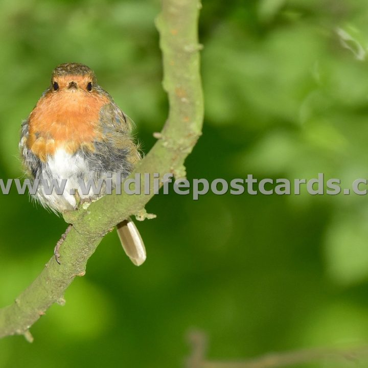 eg Robin straight between the eyes by Paul McElroy