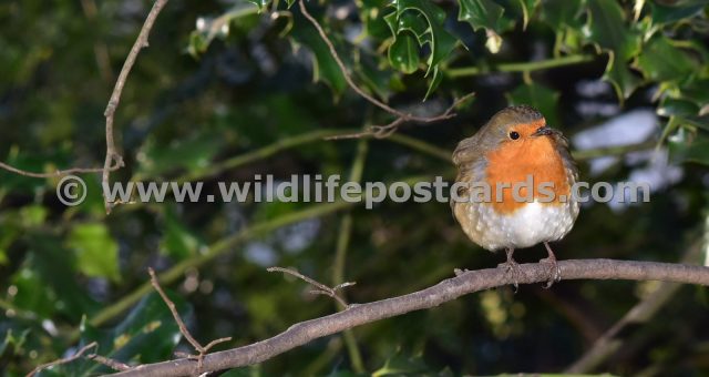 eh Robin in the holly by Paul McElroy