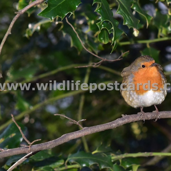 eh Robin in the holly by Paul McElroy