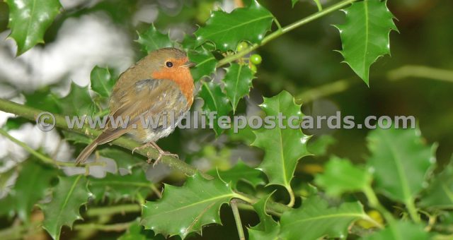 ei Robin in the holly 2 by Paul McElroy