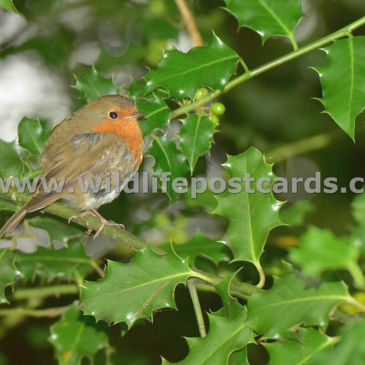 ei Robin in the holly 2 by Paul McElroy