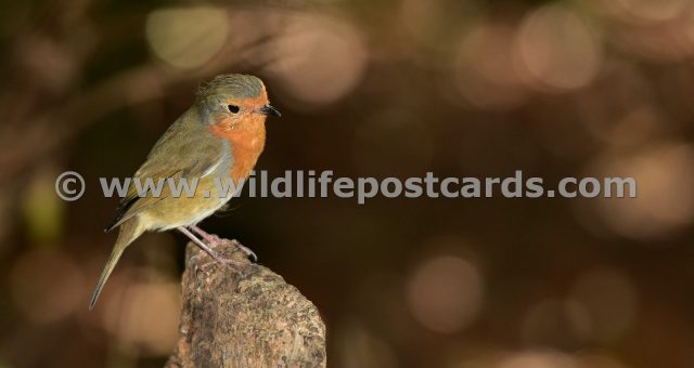 ej Robin deep brown by Paul McElroy