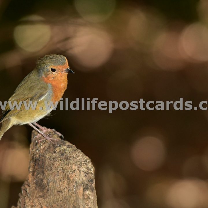 ej Robin deep brown by Paul McElroy