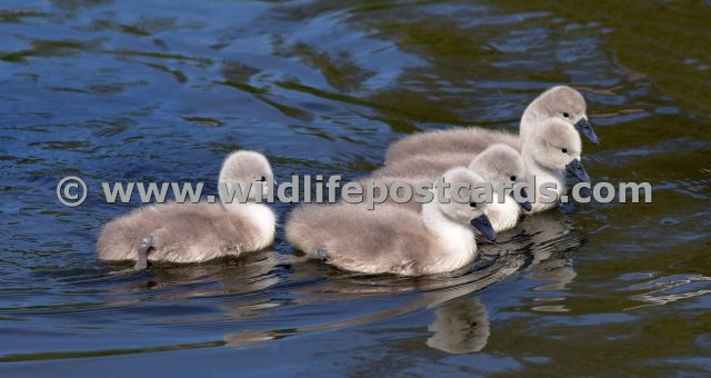 dc Cygnet gang by Paul McElroy