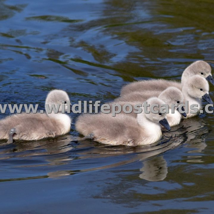 dc Cygnet gang by Paul McElroy