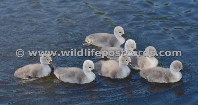 dd Mag seven cygnets by Paul McElroy