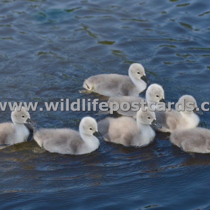 dd Mag seven cygnets by Paul McElroy