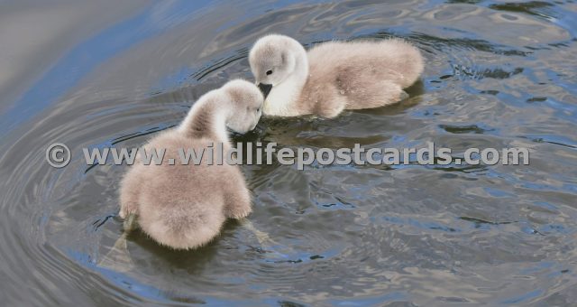 de Cygnets in a spin by Paul McElroy