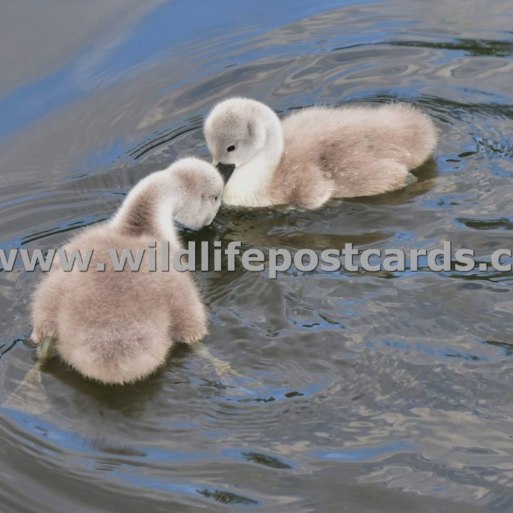 de Cygnets in a spin by Paul McElroy