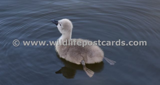 dg Cygnet swims away by Paul McElroy