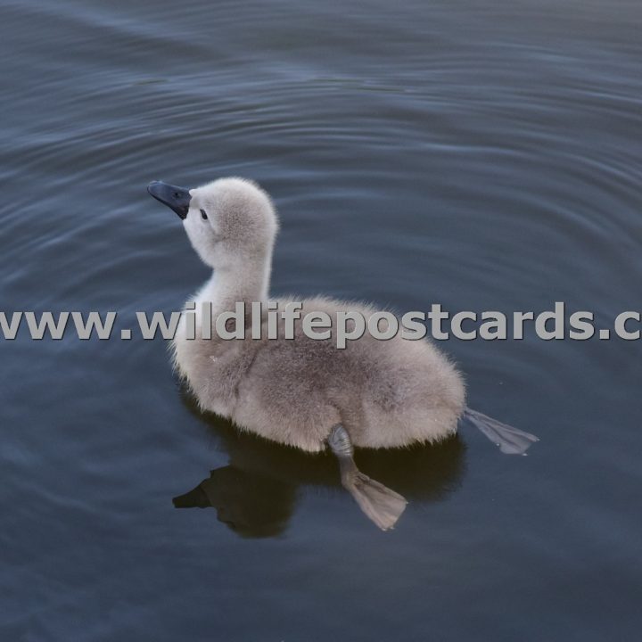 dg Cygnet swims away by Paul McElroy