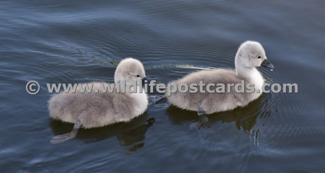 dh Cygnets follow by Paul McElroy