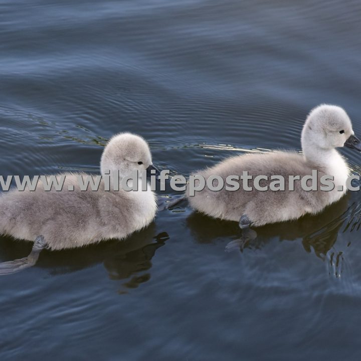 dh Cygnets follow by Paul McElroy