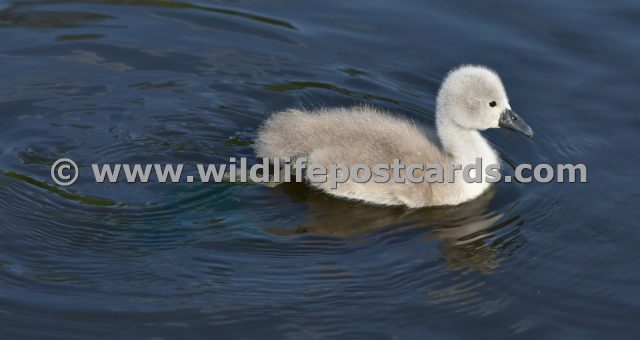 di Wandering cygnet by Paul McElroy