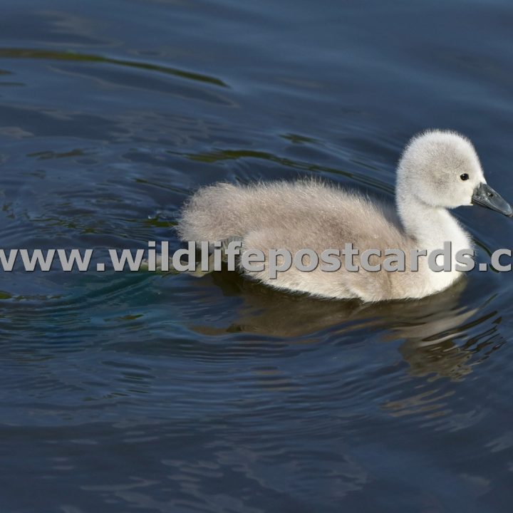 di Wandering cygnet by Paul McElroy