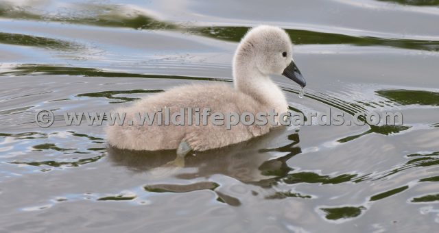 dj Cygnet water droplet by Paul McElroy