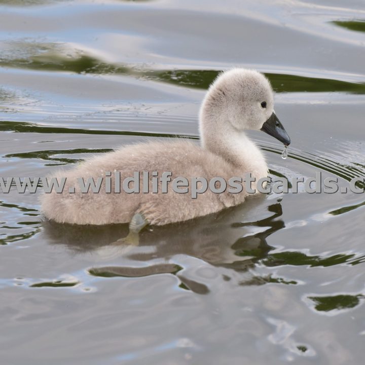 dj Cygnet water droplet by Paul McElroy