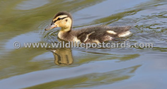 dk Duckling stripey waters by Paul McElroy