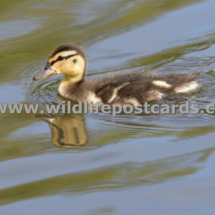 dk Duckling stripey waters by Paul McElroy