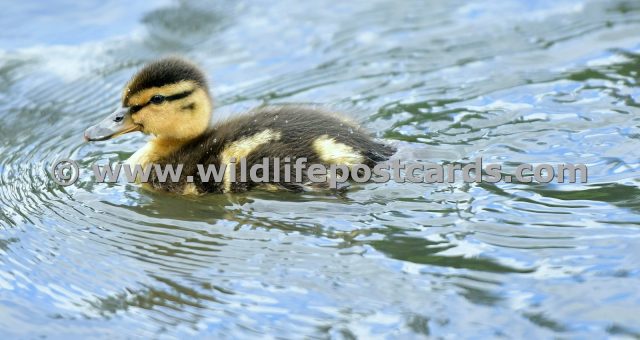 dl Duckling venturing forth by Paul McElroy