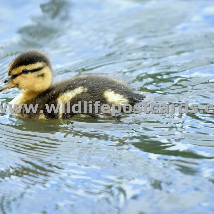 dl Duckling venturing forth by Paul McElroy