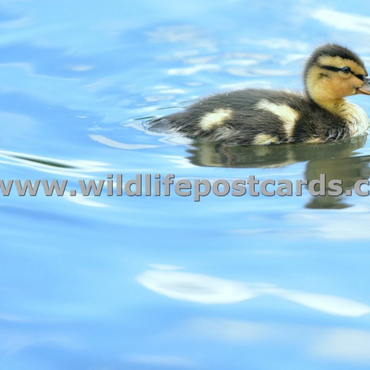 dm Duckling sky blue by Paul McElroy