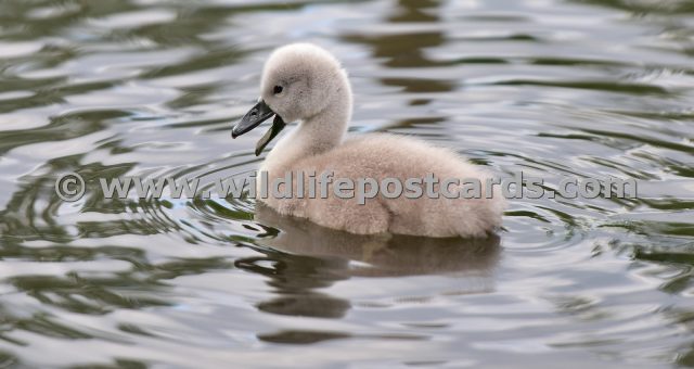 dp Cygnet quack by Paul McElroy