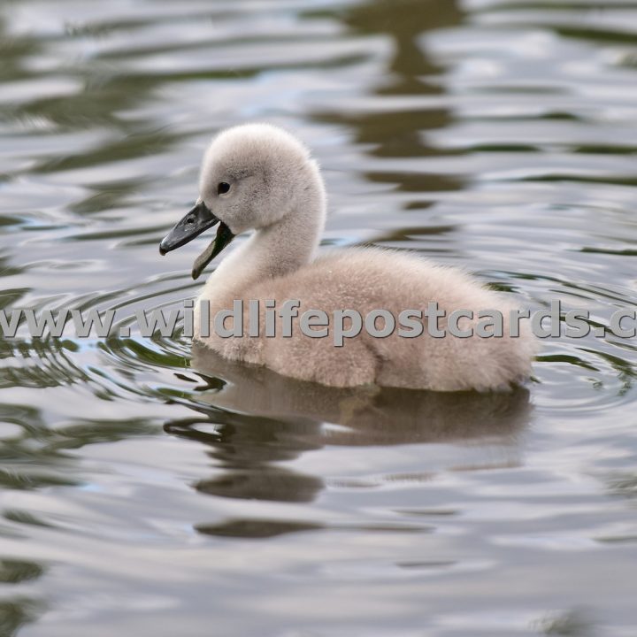 dp Cygnet quack by Paul McElroy