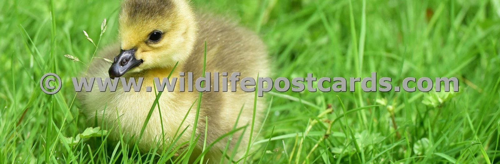 Wildlife Babies Gallery - click on a photo for details and prices