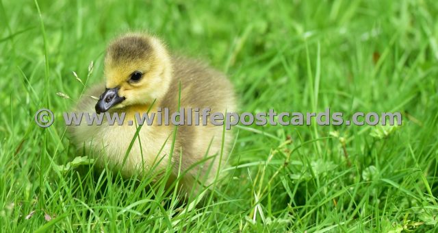 dr Gosling with a blade of grass by Paul McElroy