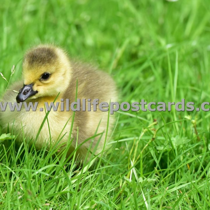 dr Gosling with a blade of grass by Paul McElroy