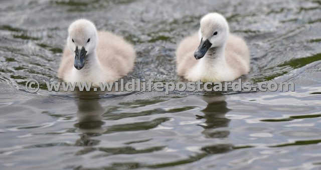 ds Cygnets dynamic duo by Paul McElroy