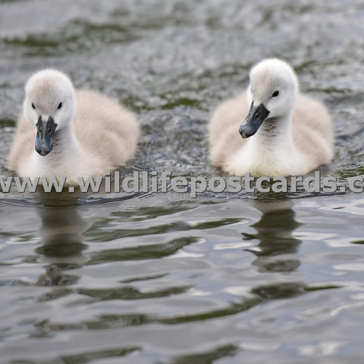 ds Cygnets dynamic duo by Paul McElroy