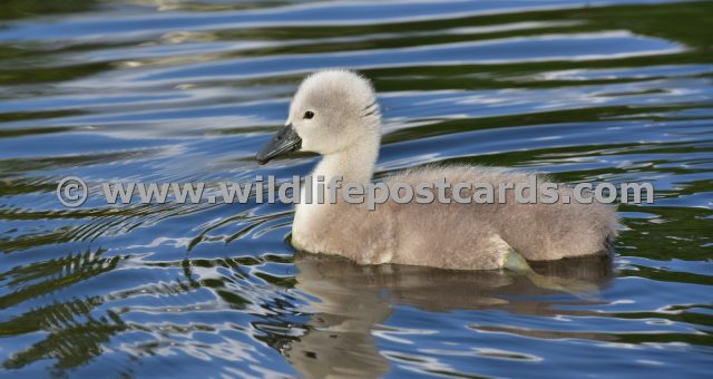 dt Cygnet blue stripey by Paul McElroy