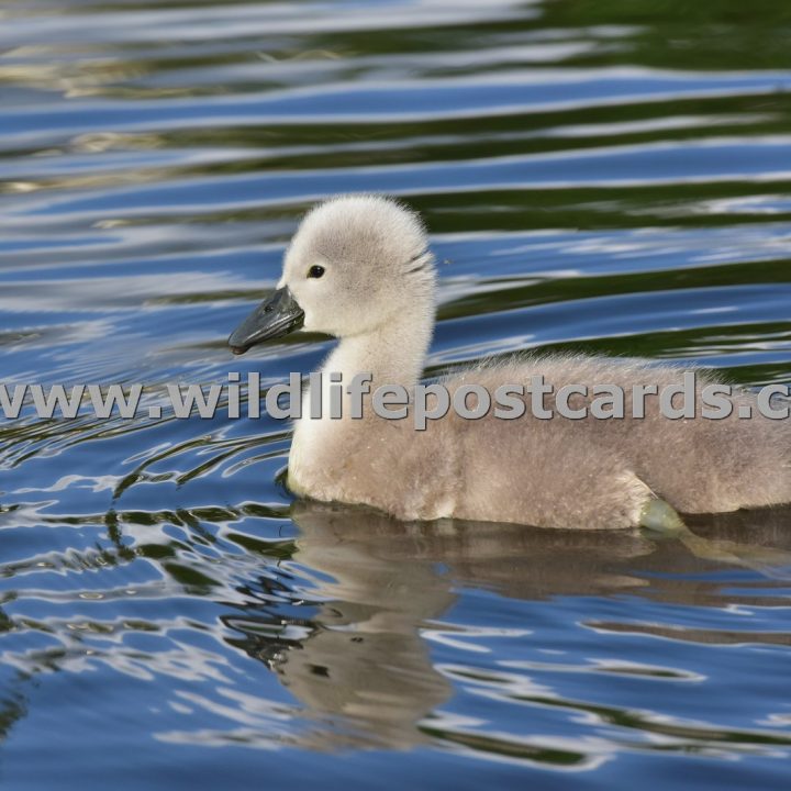 dt Cygnet blue stripey by Paul McElroy