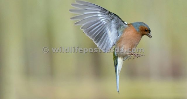 ja GB male chaff 1 by Paul McElroy