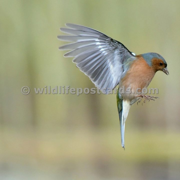 ja GB male chaff 1 by Paul McElroy