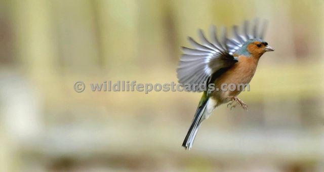 jb GB Male chaff 2 by Paul McElroy