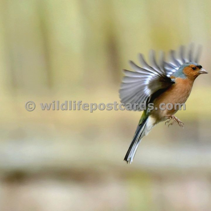 jb GB Male chaff 2 by Paul McElroy