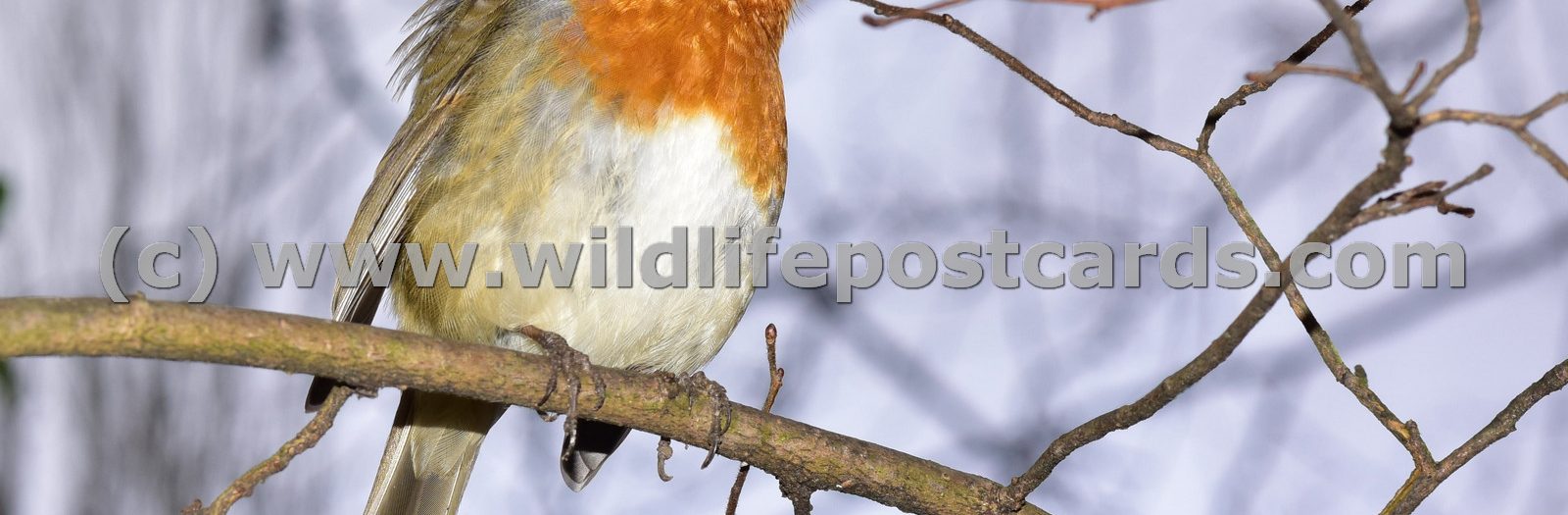 Robins Gallery - click on a photo for details and prices