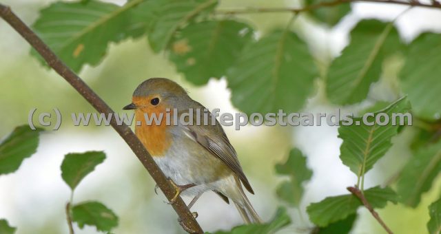 ed Leaf surrounding robin by Paul McElroy