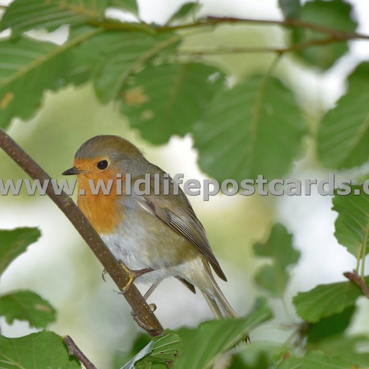 ed Leaf surrounding robin by Paul McElroy