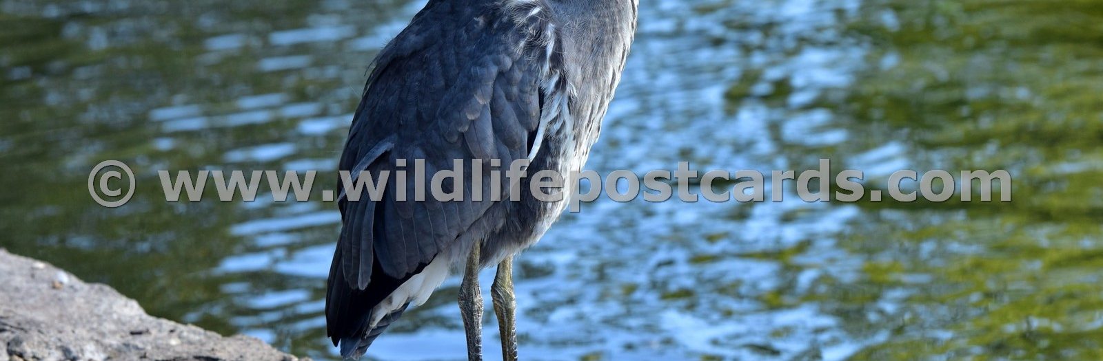 Herons Gallery - click on a photo for details and prices