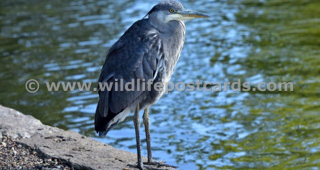 fa Heron at lakeside