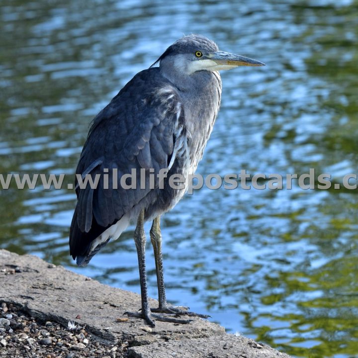 fa Heron at lakeside